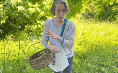 Promenade botanique à la découverte des herbes sauvages