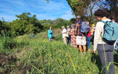 Promenade botanique à la découverte des herbes sauvages